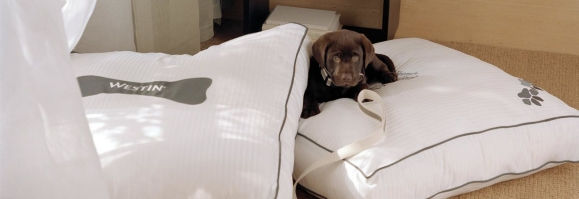 Pet Friendly Hotels Portland Maine The Westin Harborview Dogs Are Welcome At Our Pet Friendly Portland Hotel